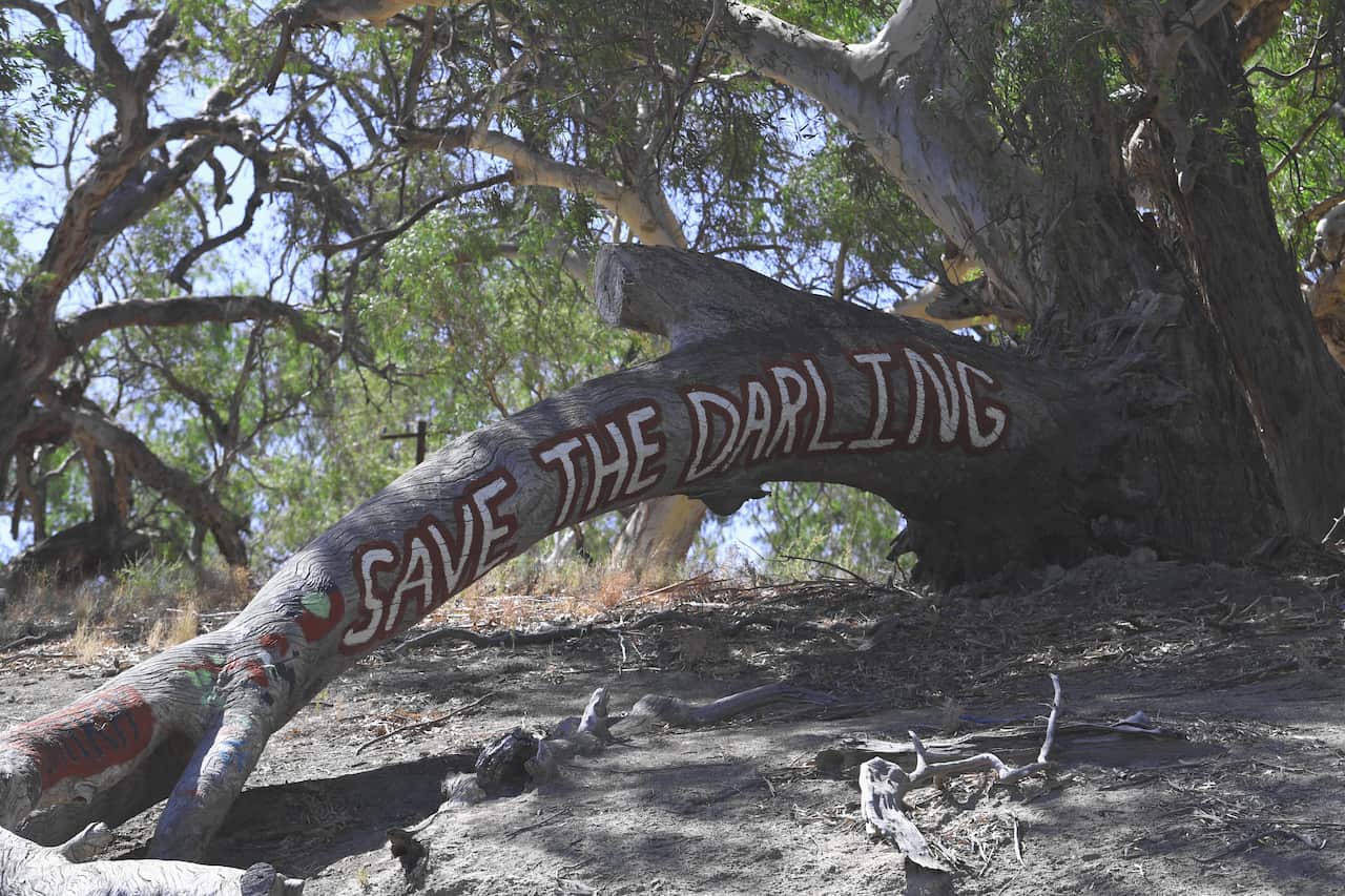 Aboriginal locals write on a tree trunk