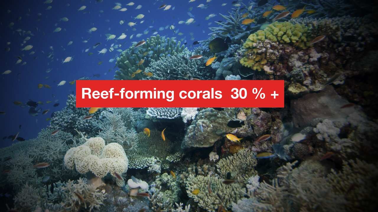 30 per cent of marine mammal are threatened with extinction.