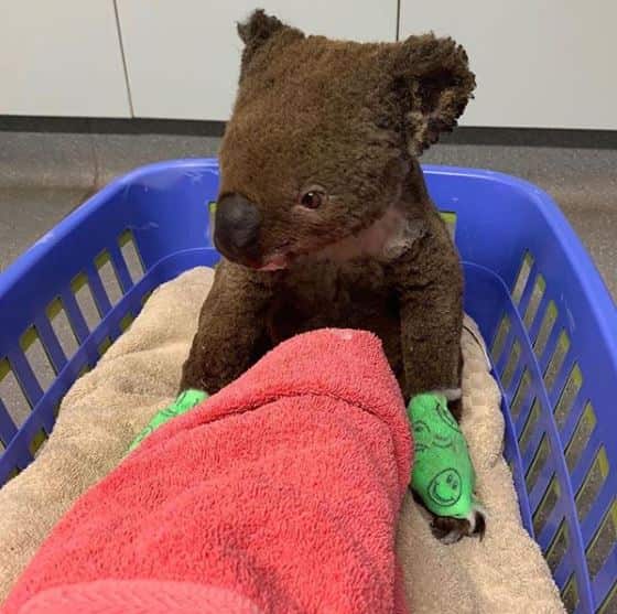 Donations provide much needed hydration solutions, burn creams, bandages, nutritional replacement formulas, syringes and bedding for injured koalas.