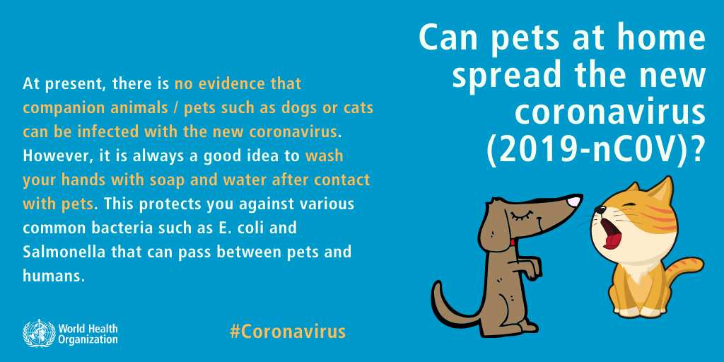 Can pets at home spread the new coronavirus?