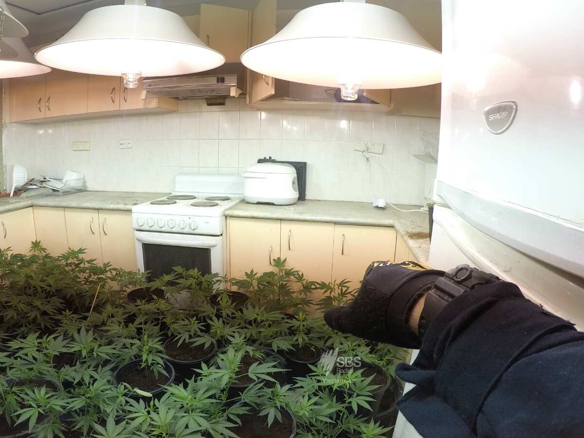 Large-scale cannabis cultivation operation dismantled by SCC Drug and Firearms Squad