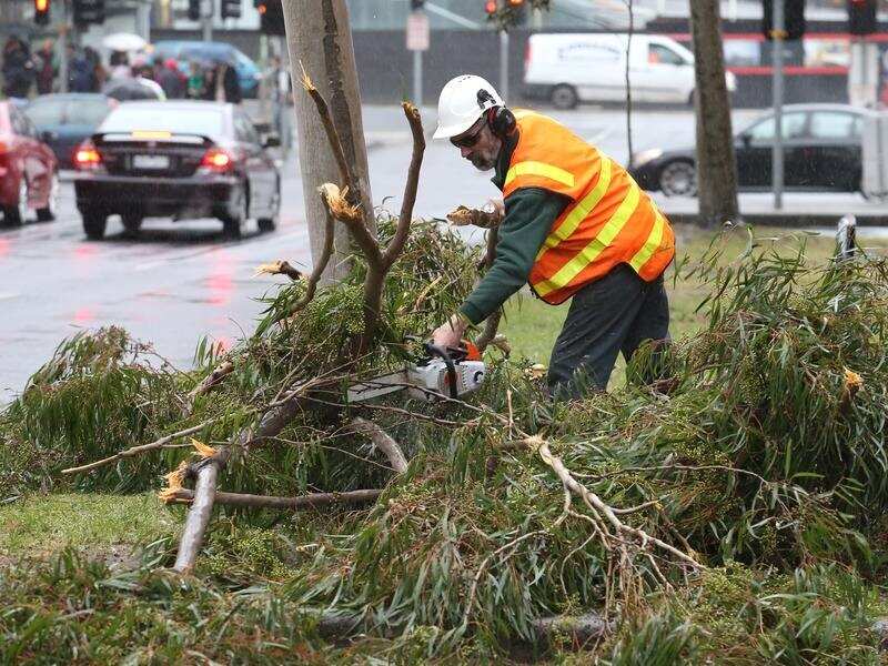 A worker clears a fallen tree in Melbourne.