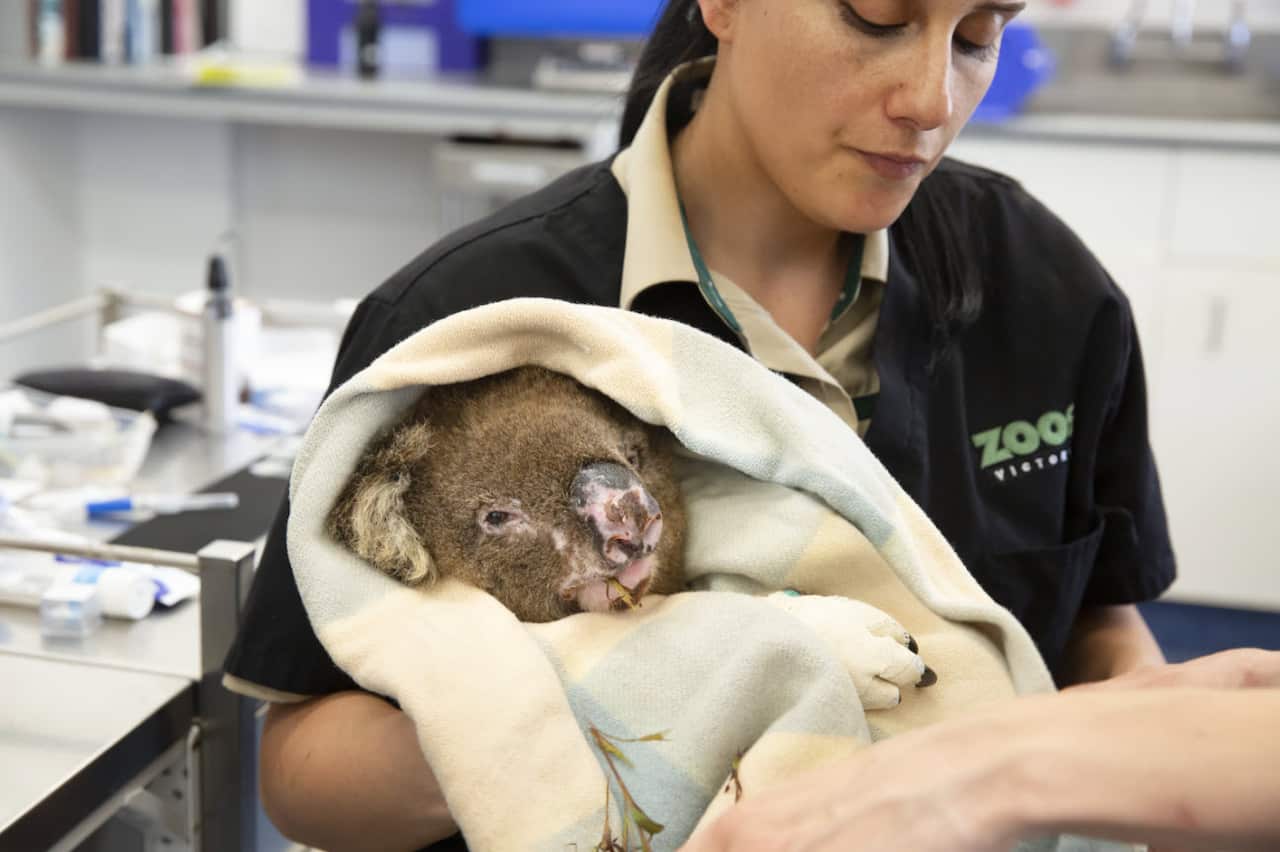 Bunyip, a now-deceased male koala during treatment for injuries caused by bushfire at Melbourne Zoo's Vet Clinic.