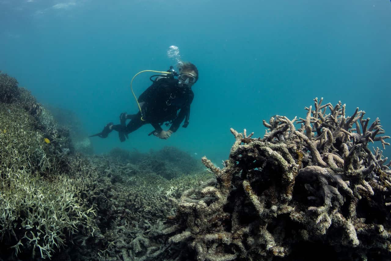 Coral bleaching on the Great Barrier Reef.