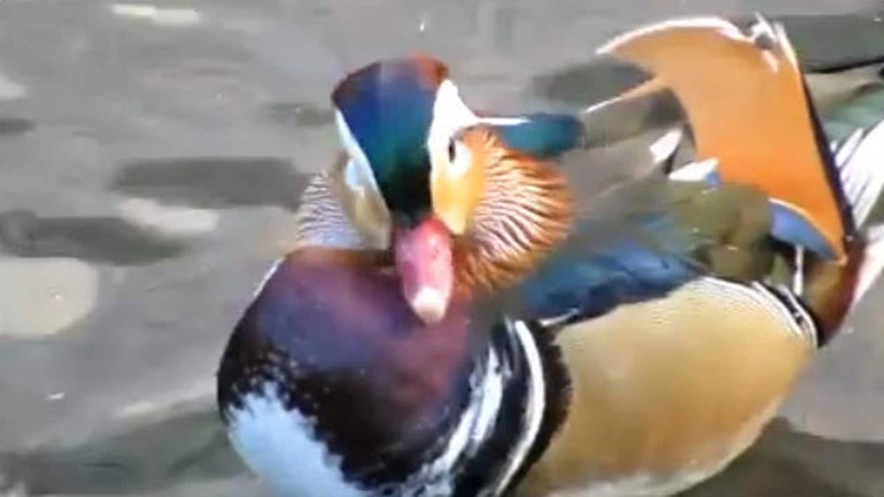 The Mandarin duck calling Central Park home.