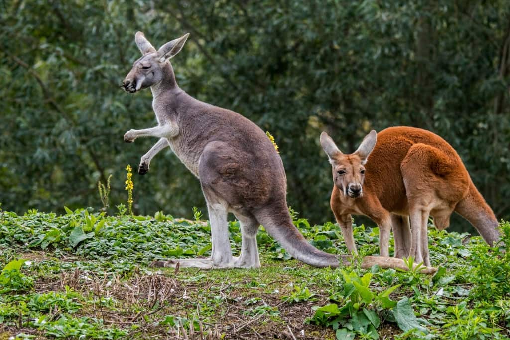 Red kangaroos male and female.