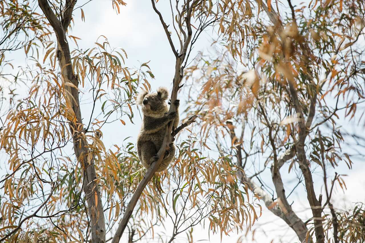 The International Fund for Animal Welfare is calling for koalas to be declared an endangered species after thousands were killed in recent bushfires.