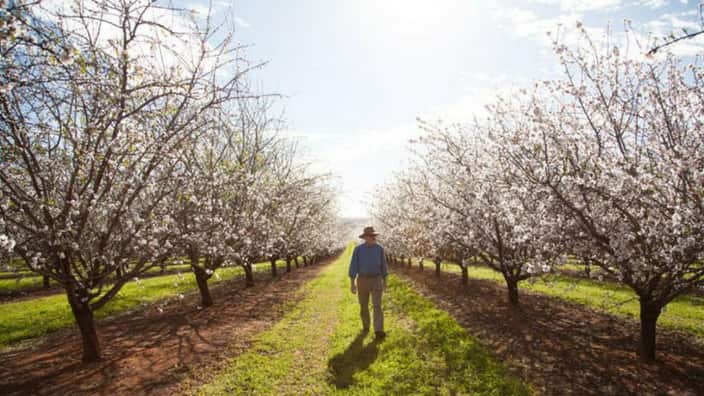 Almond Blossom Melbourne