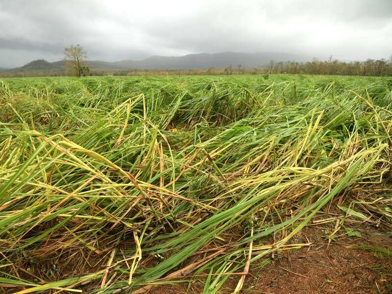 sugar cane crops