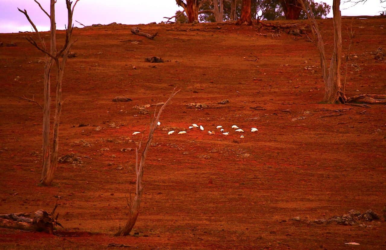 Cockatoos seen in a drought-affected paddock on Dubbo's outskirts earlier this month.