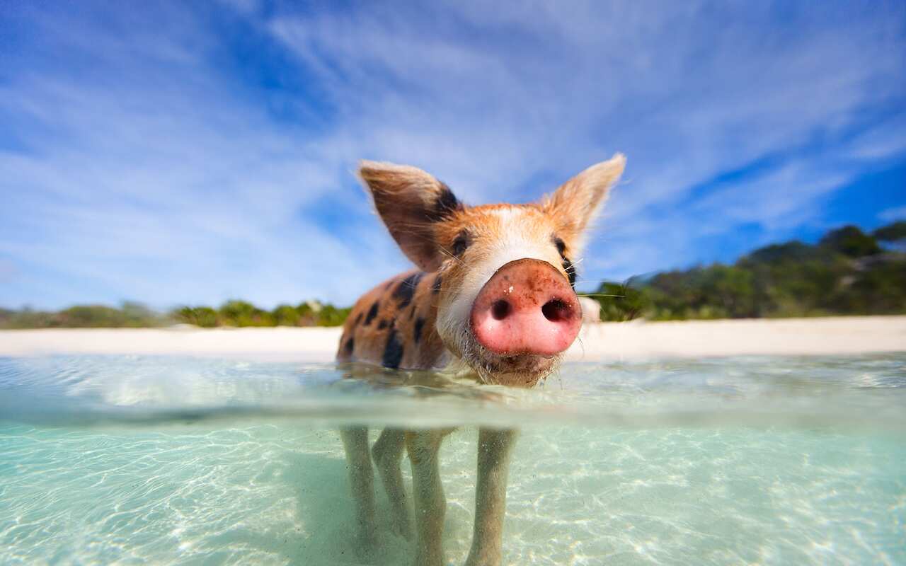 Pig Beach, Bahamas