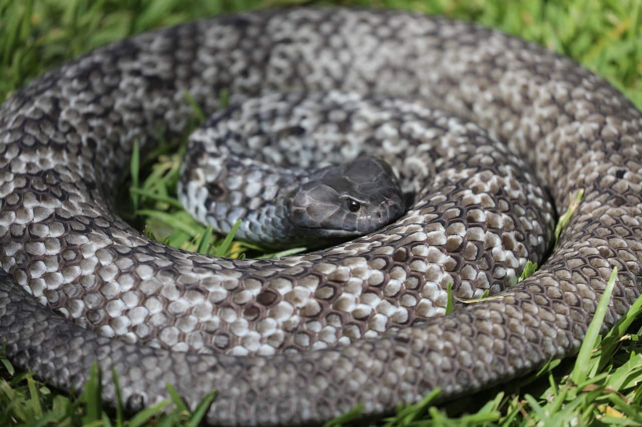 Serpientes despiertan en la primavera