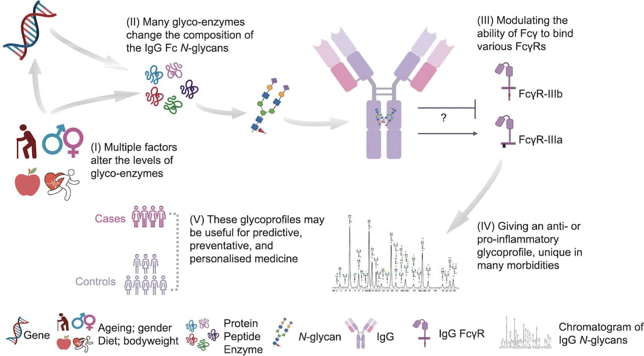 Glycomedicine: glycans and their potential roles in precision medicine.