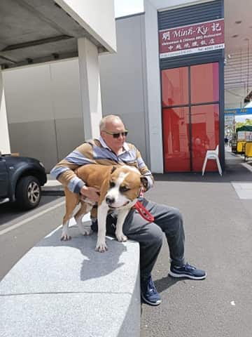 amstaff, american staffordshire terrier