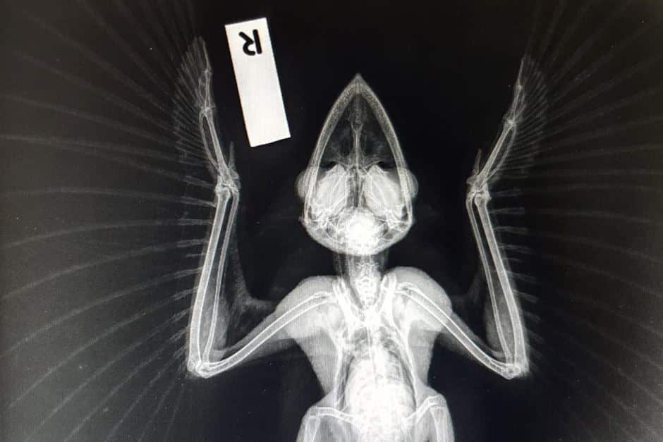 Wild Tawny frogmouth bird X-ray