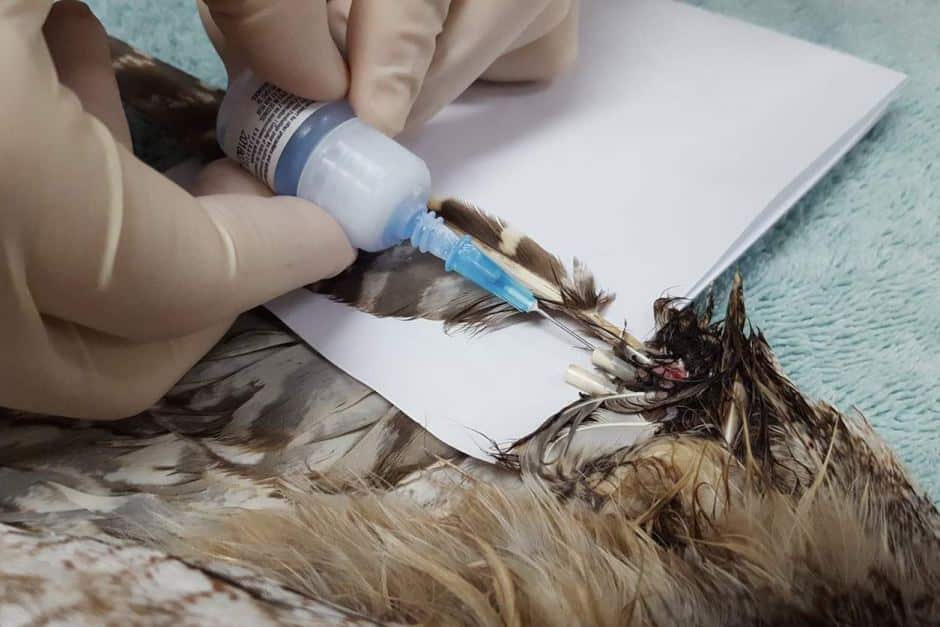 Tawny frogmouth bird in surgery