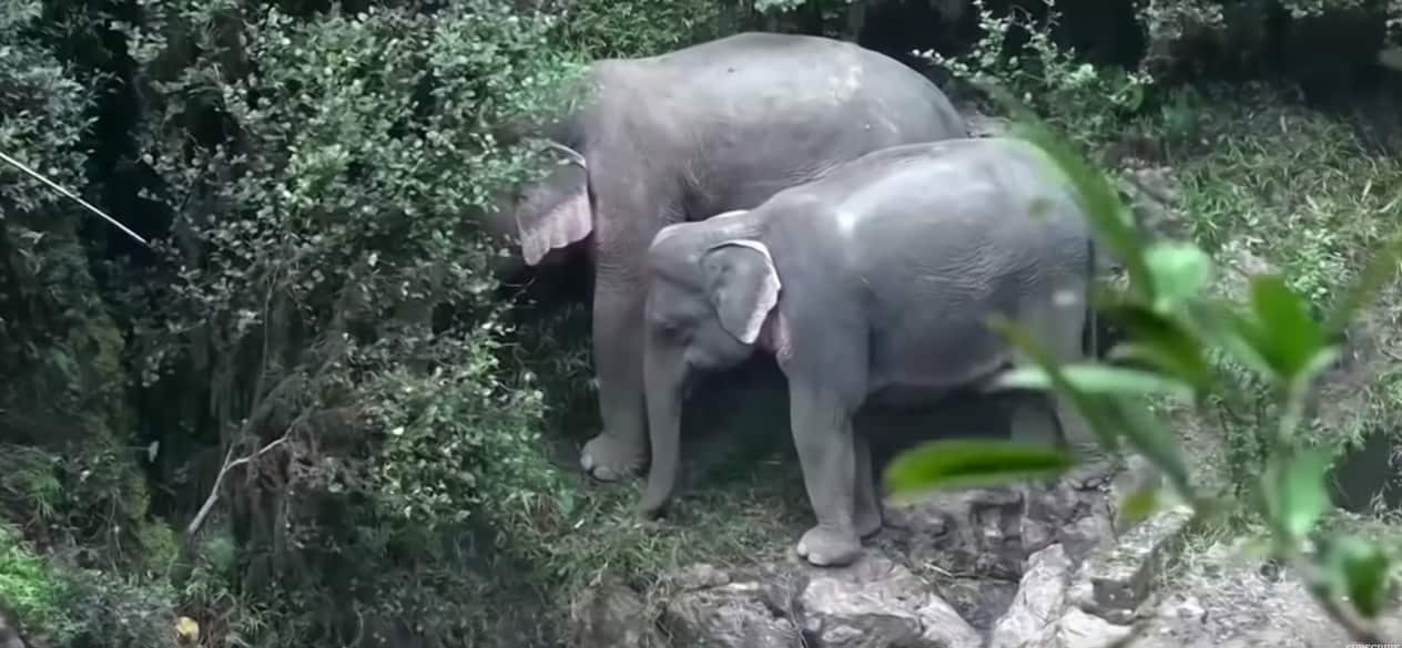 Thai authorities moved the herd's two surviving elephants with the help of ropes