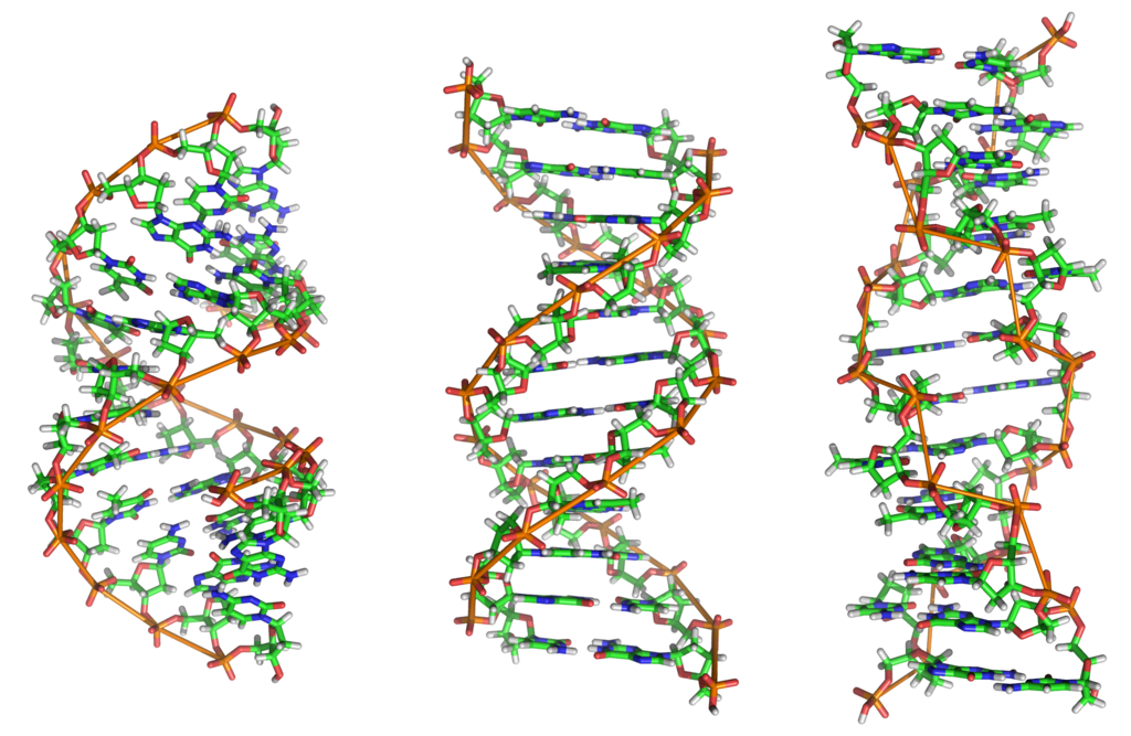 DNA Structures