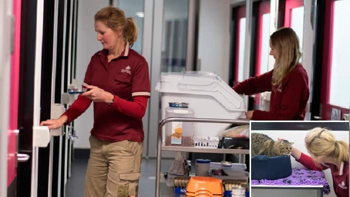 Animals spend ten days at the quarantine station before they are returned to their owner.