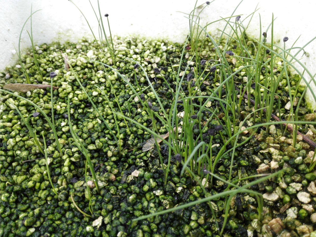 尚未达到正常产量的韭菜