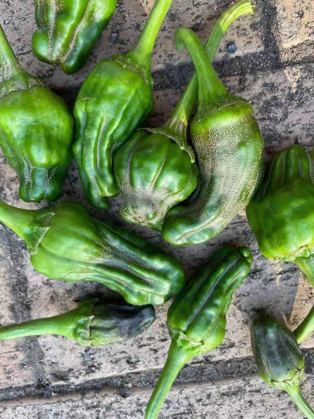 辣椒容易因为缺钙果实发育不良