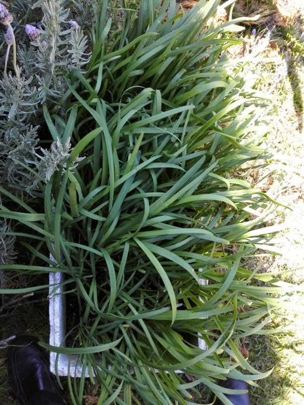 Chinese garlic chives