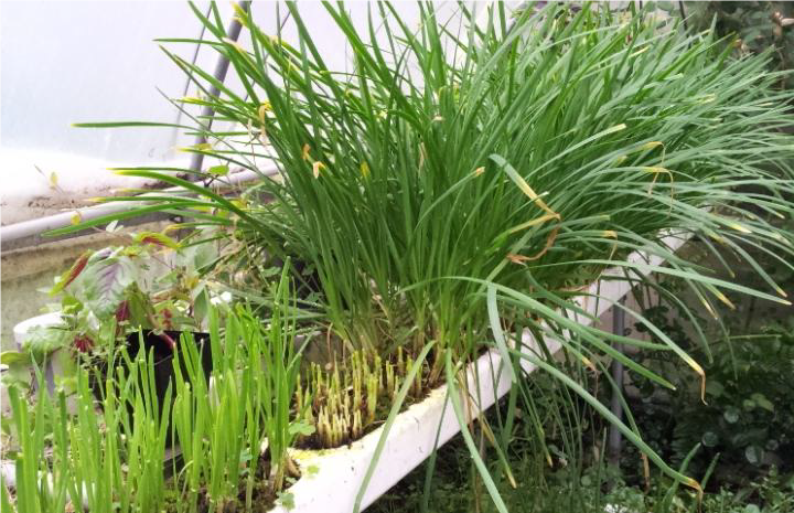 种在PVC塑料管中