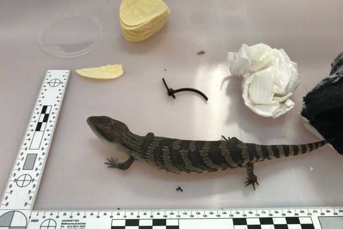 Lizards were found wedged in cooking equipment to Hong Kong and China.