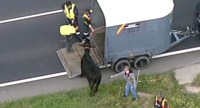 It took a number of people to load the cow onto a trailer. 