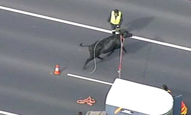 Emergency services tried to coax the animal to safety.