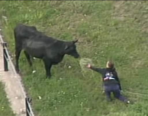 Emergency services tried to coax the animal to safety. 