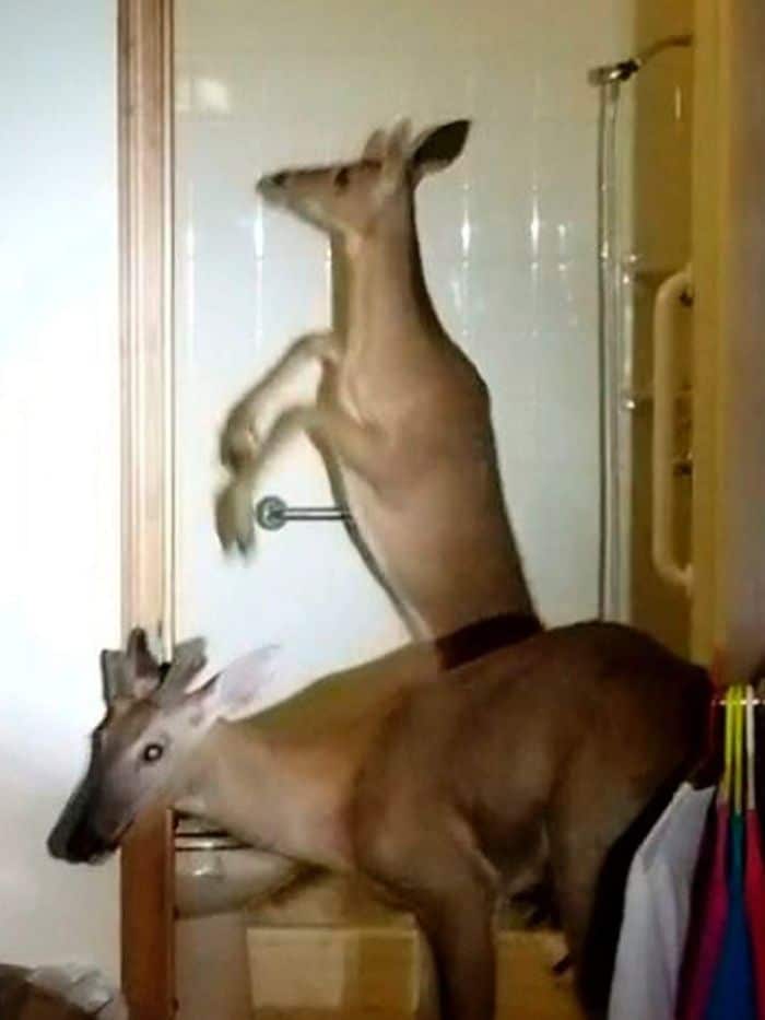 Two deer in the bathroom had to be tranquilised before being released.