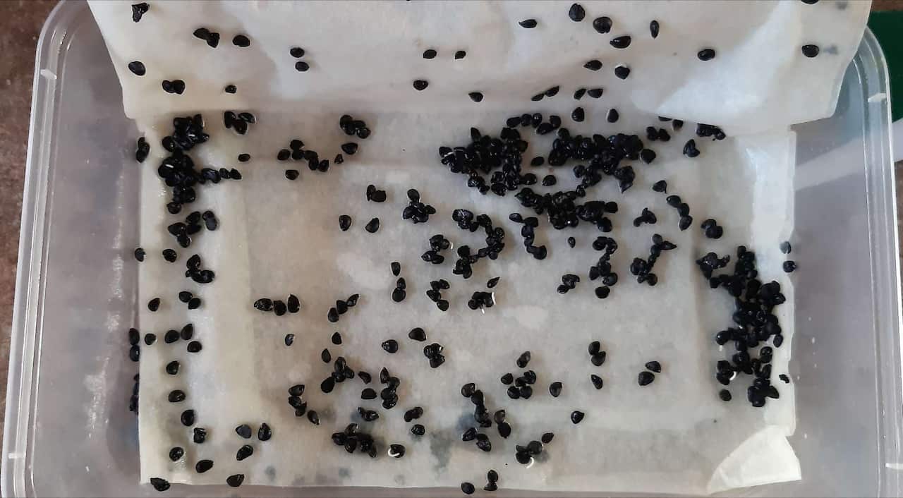 浸种半天、催芽第三天的韭菜种子