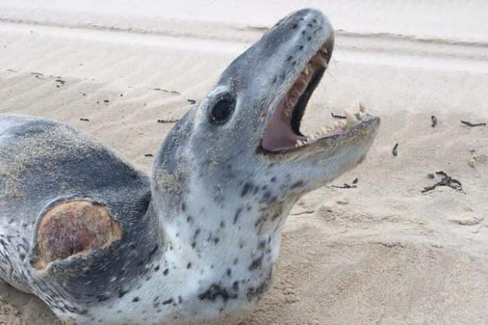 The injured leopard seal in northern NSW in 2018 was euthanised.