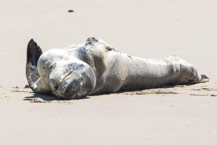 The leopard seal has been tracking north for the last four weeks.