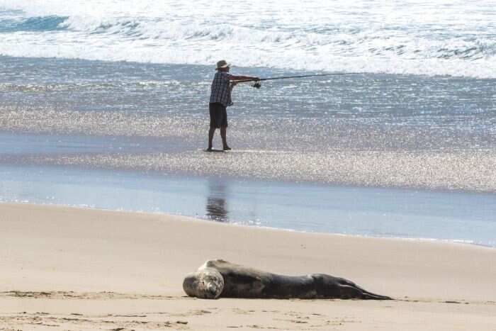 Leopard seals appear docile but can react quickly if the feel threatened.