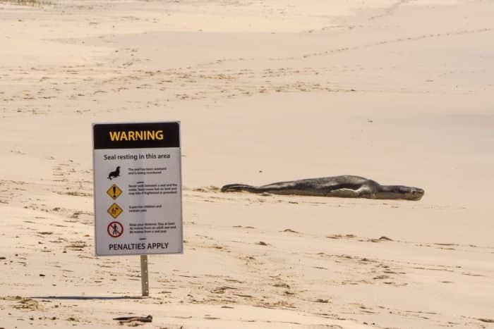 The NPWS is warning beachgoers to keep their distance fro the leopard seal