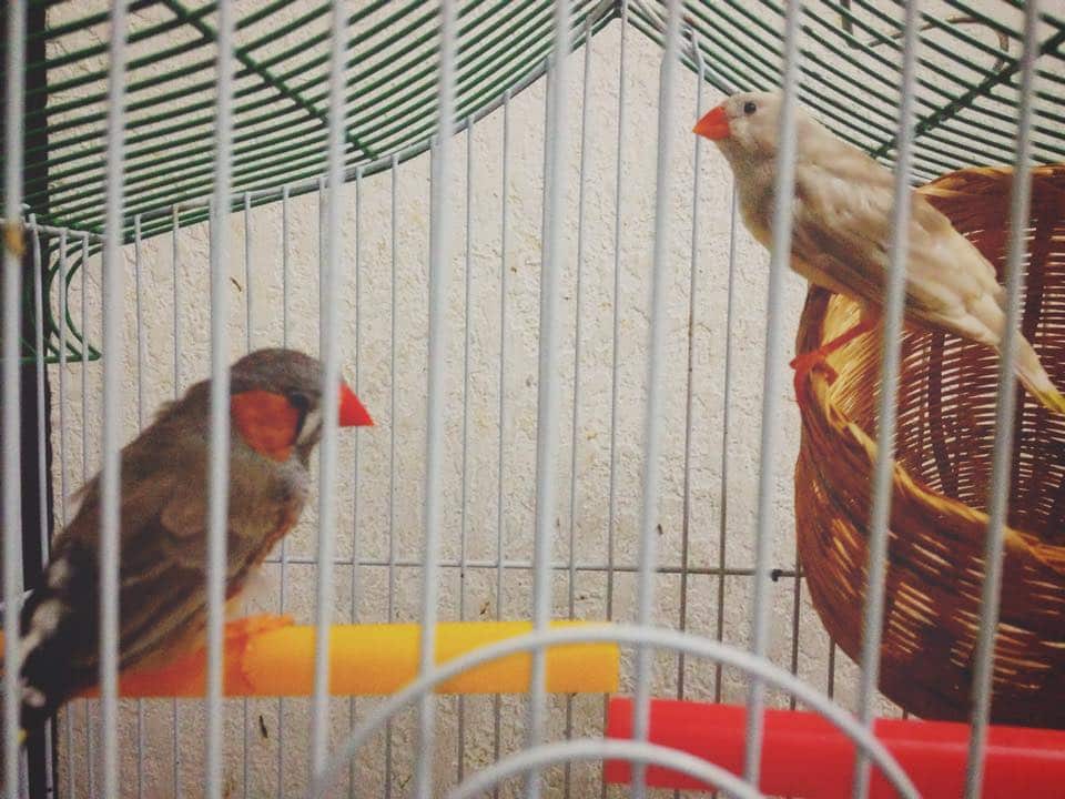 Zebra Finches