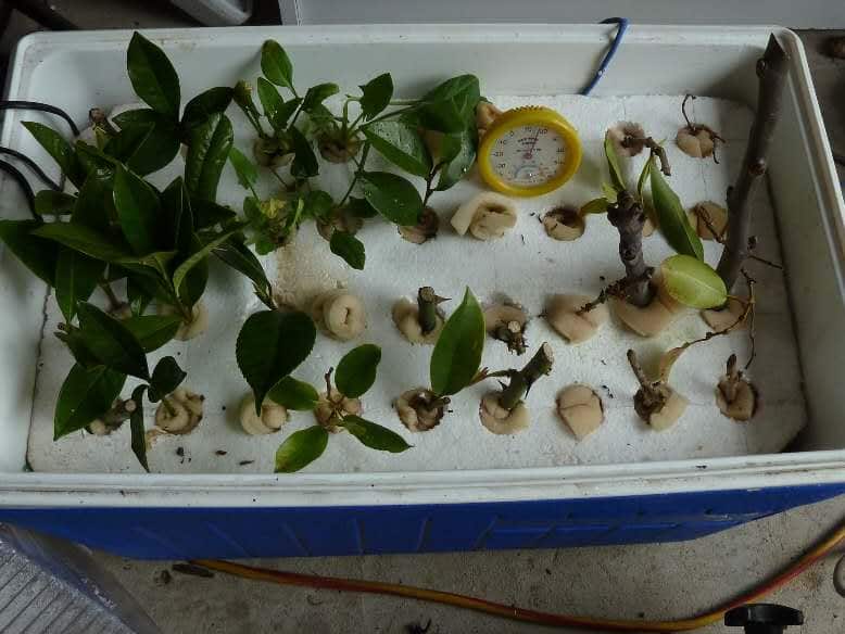 气雾法促进植物生根