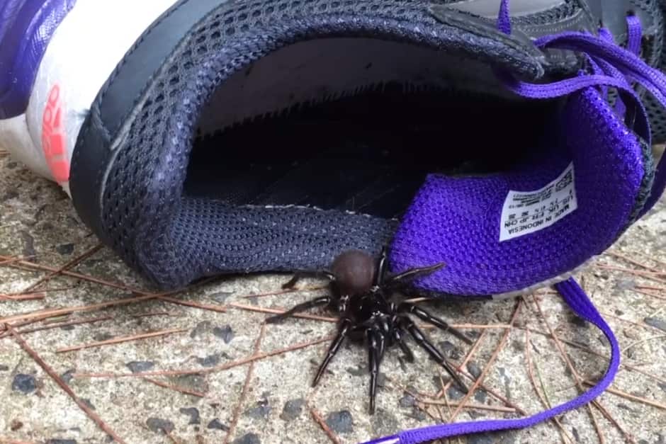 Funnel web spider in jogger