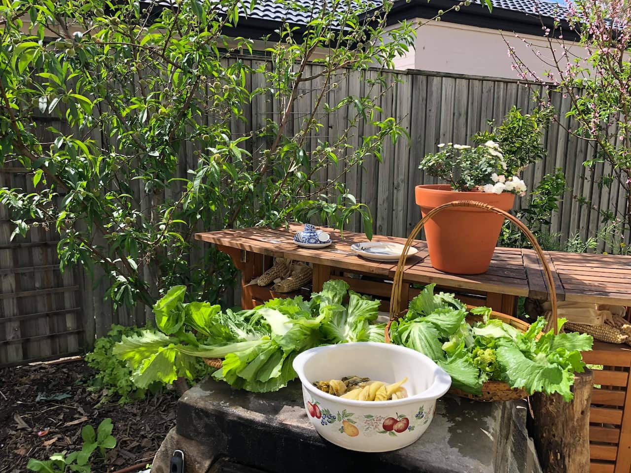 Thu hoạch rau cải và muối chua để ăn