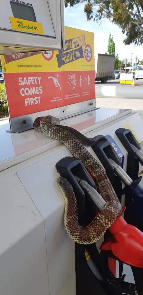 serpiente en Melbourne