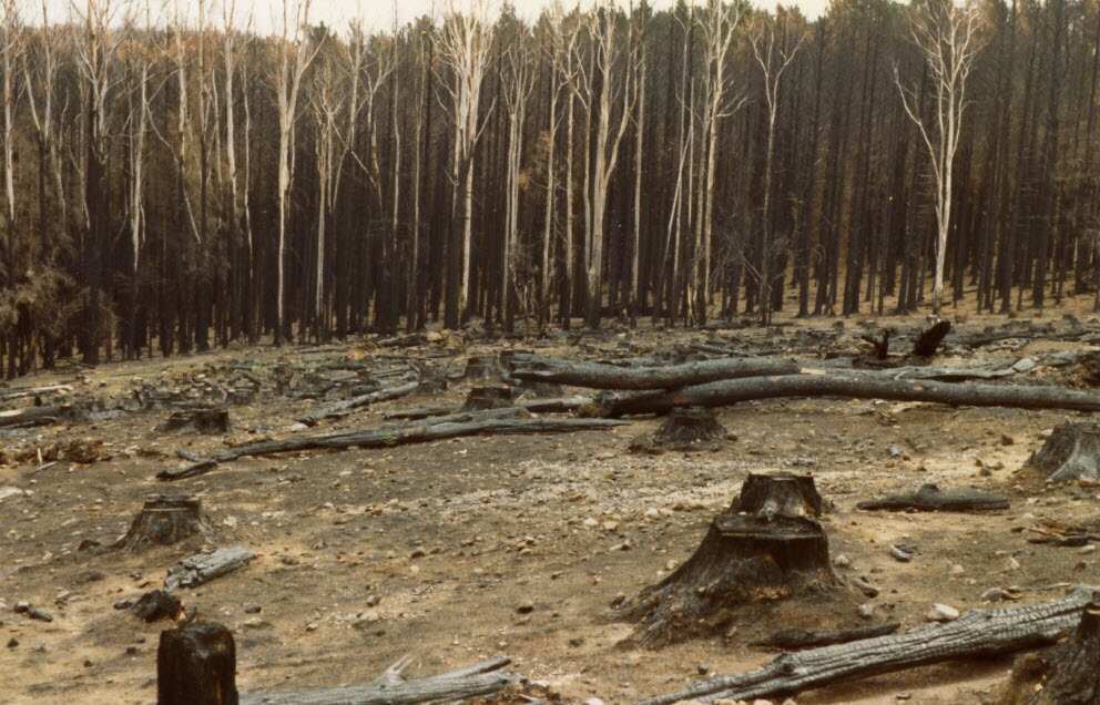 1983 bushfire