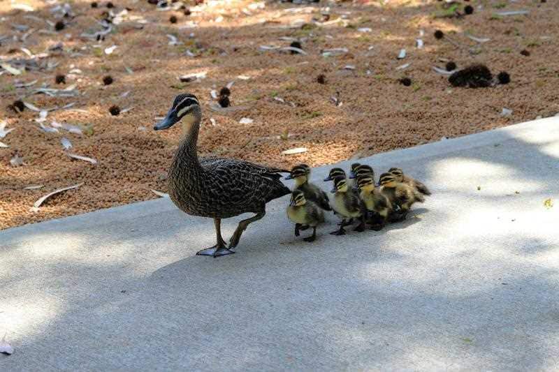 It is highly unusual to see mother duck's taking care of such a large number of ducklings.