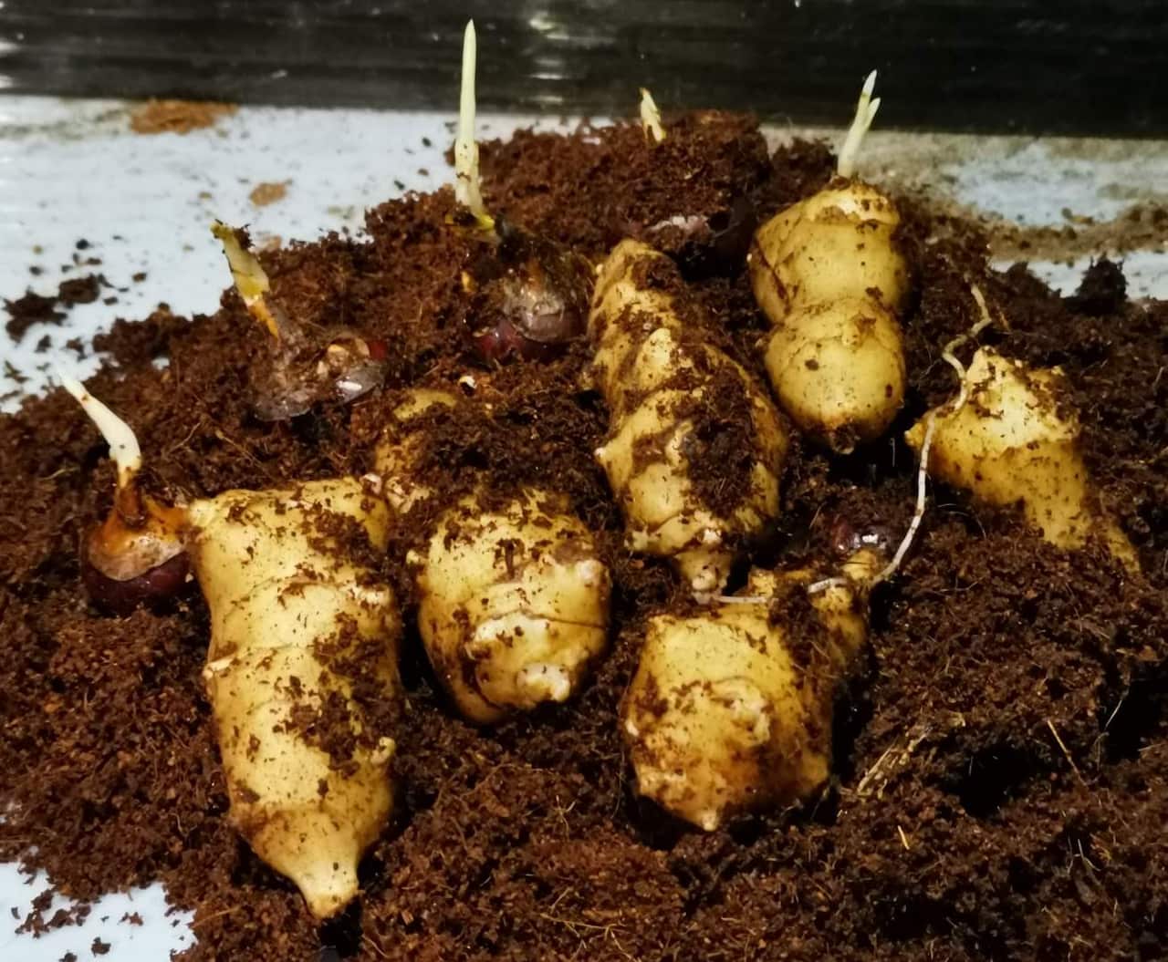 放在椰糠例保存过冬的洋姜,已经出芽