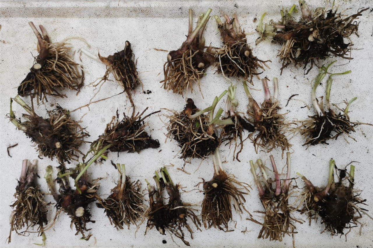 截短上面叶子减少水分消耗