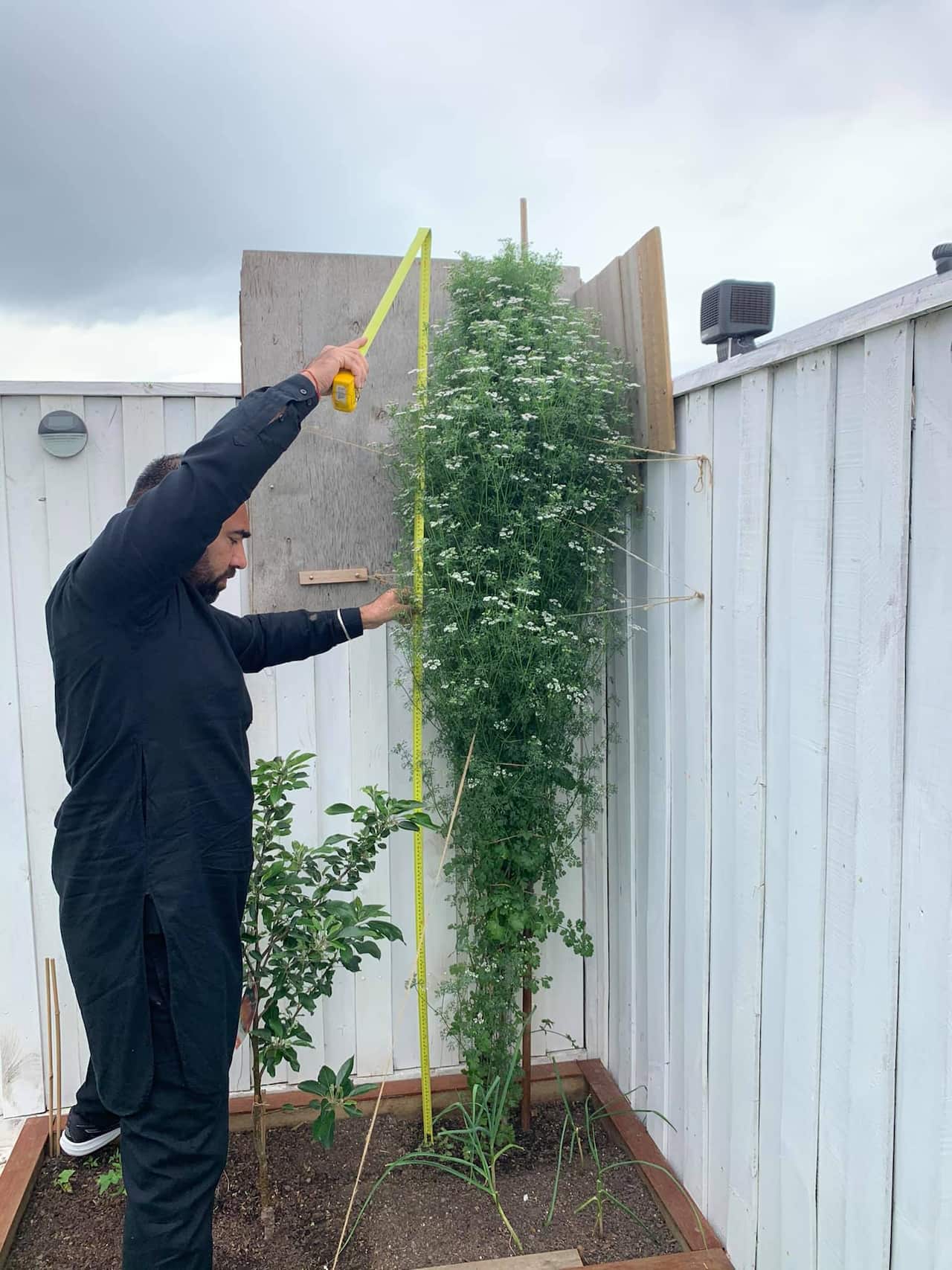 World's tallest coriander plant