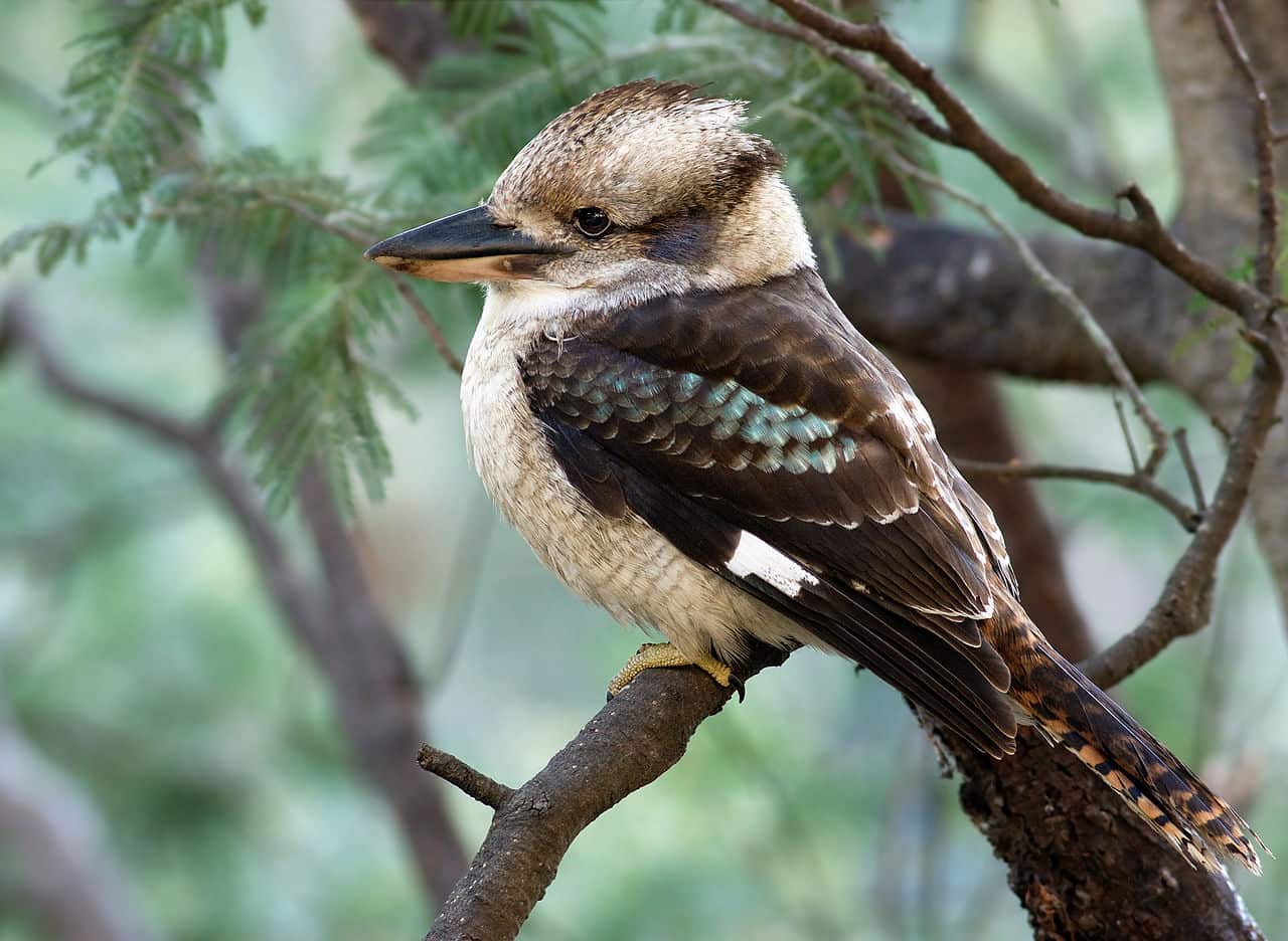Kookaburras