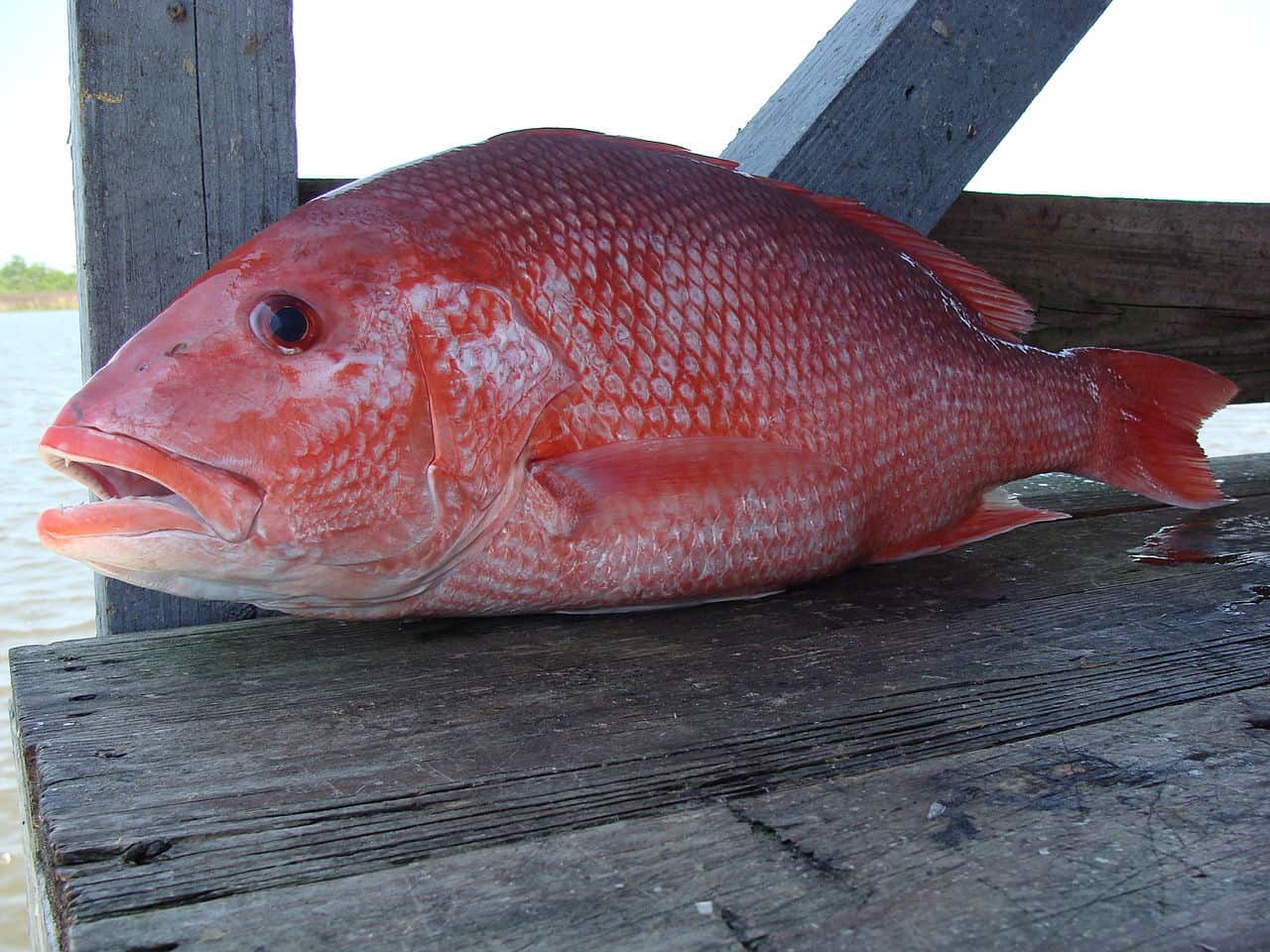 Ocean Pearch or Rose Fish
