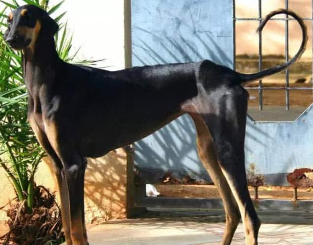 Mudhol hound